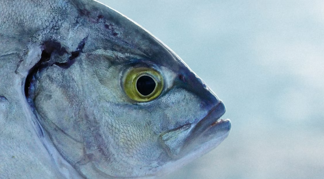 Bukan Salmon, Ikan Kembung Ternyata Punya Gizi Tinggi untuk Ibu Hamil dan Anak